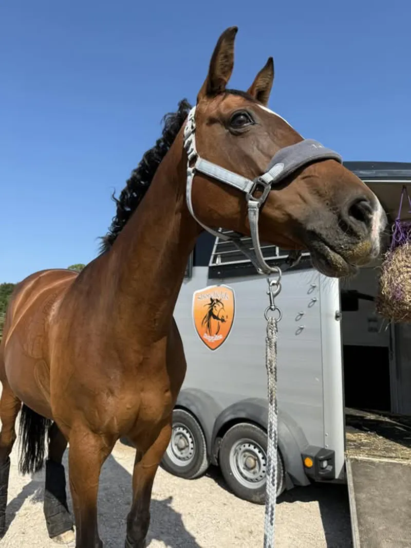Horse Tack & Equipment