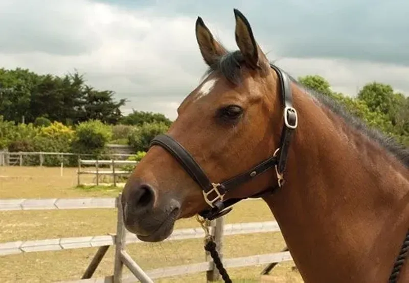 Heritage Padded Leather Headcollar - Cob - Black