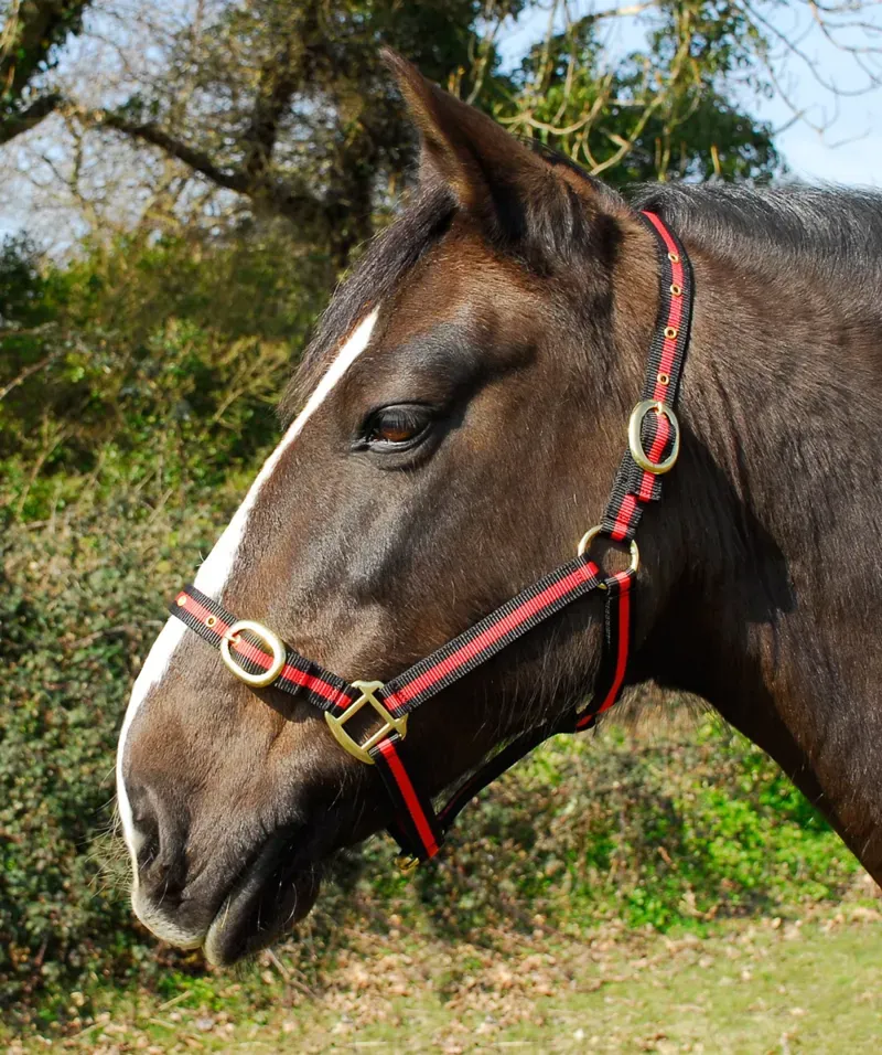 Rhinegold Nylon Headcollar - Shetland - Black/Red