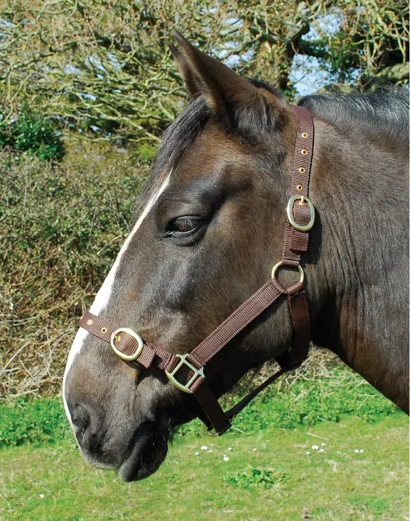 Rhinegold Nylon Headcollar - Shetland - Brown