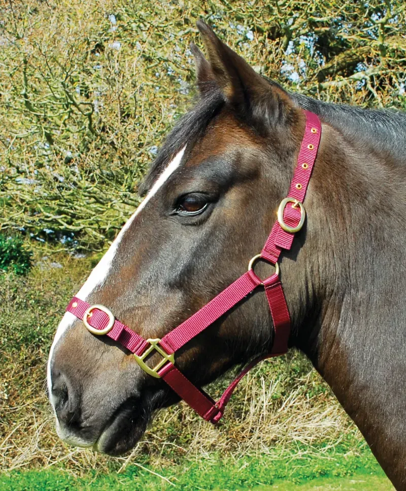 Rhinegold Nylon Headcollar - Shetland - Burgundy