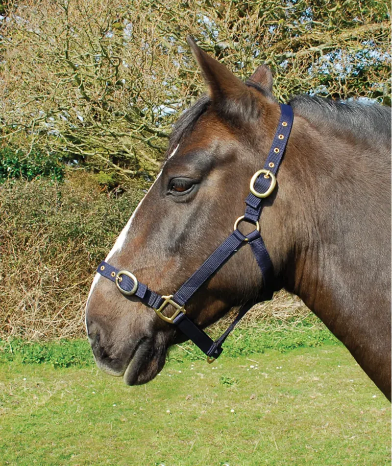Rhinegold Nylon Headcollar - Shetland - Navy