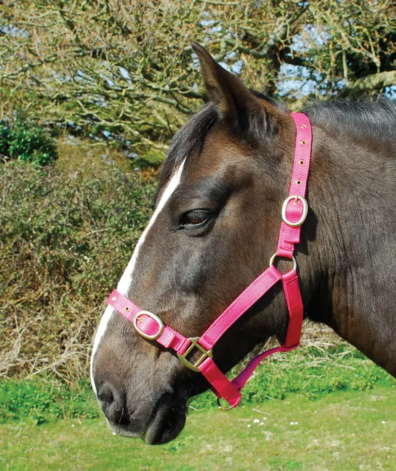 Rhinegold Nylon Headcollar - Shetland - Raspberry