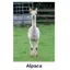 Kevin Milner Countryside Cards in Alpaca