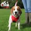 Ancol Large Extreme Hybrid Harness in Poppy Red