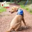 Ancol Large Extreme Hybrid Harness in Aqua Blue