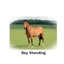 Kevin Milner Countryside Cards in Bay Standing