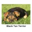Kevin Milner Countryside Cards in Black Tan Terrier
