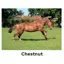 Kevin Milner Countryside Cards in Chestnut