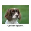 Kevin Milner Countryside Cards in Cocker Spaniel