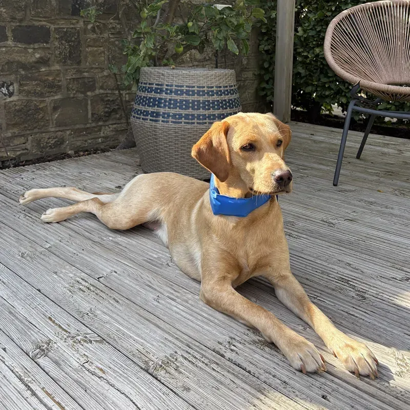Danish Design Pet Cooling Collar Large 6.5 x 61cm in Blue-3