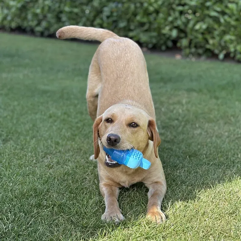 Danish Design Pet Cooling Ice Lolly Toy in Blue-2