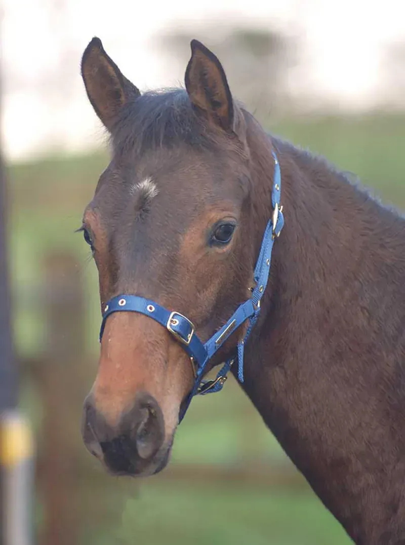 Cottage Craft Standard Foal Nylon Headcollar in Blue