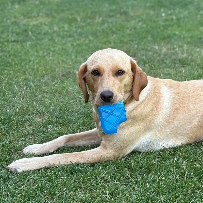 Danish Design Pet Cooling Ice Lolly Toy in Blue-3