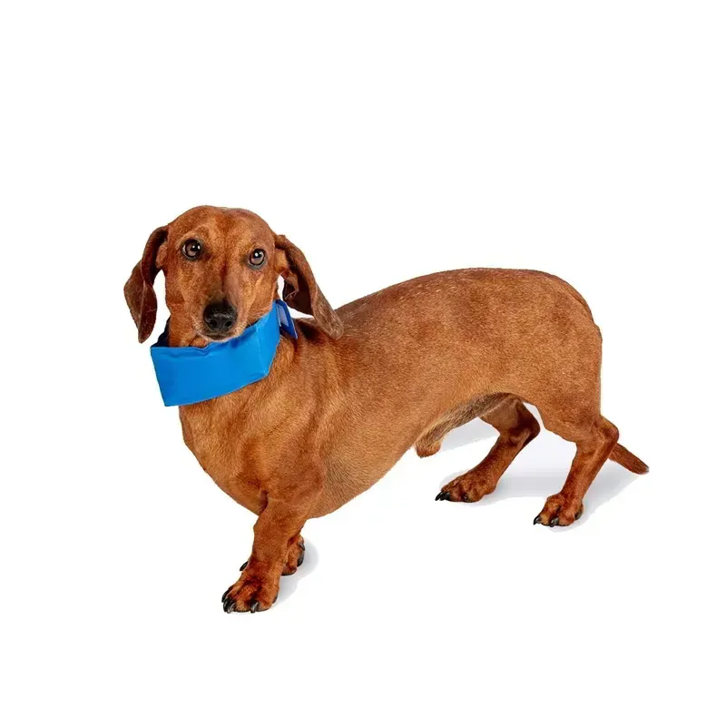 Danish Design Pet Cooling Collar Medium 5.5 x 45cm in Blue-2
