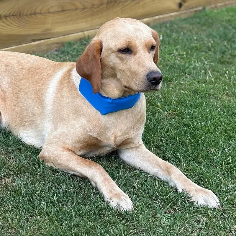 Danish Design Pet Cooling Collar Large 6.5 x 61cm in Blue-2
