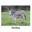 Kevin Milner Countryside Cards in Donkey