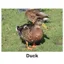Kevin Milner Countryside Cards in Duck