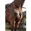 Whitaker Ready To Ride Breastplate in Brown