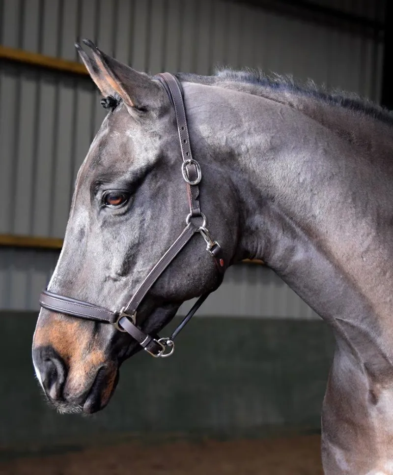 Whitaker Ready To Ride Leather Headcollar in Black
