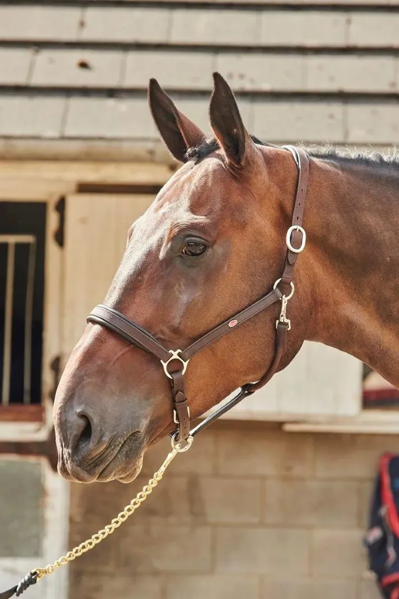Whitaker Ready To Ride Leather Headcollar in Brown