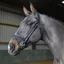 Whitaker Ready To Ride Snaffle Cob Bridle in Black
