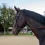Whitaker Ready To Ride Snaffle Cob Bridle in Havana