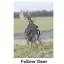 Kevin Milner Countryside Cards in Fallow Deer
