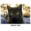 Kevin Milner Countryside Cards in Farm Cat