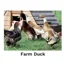 Kevin Milner Countryside Cards in Farm Ducks
