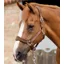 Premier Equine Fleece Padded Headcollar in Brown
