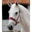 Premier Equine Fleece Padded Headcollar in Burgundy