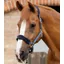 Premier Equine Fleece Padded Headcollar in Navy