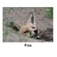 Kevin Milner Countryside Cards in Fox