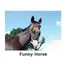 Kevin Milner Countryside Cards in Funny Horse