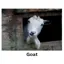 Kevin Milner Countryside Cards in Goat