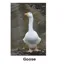 Kevin Milner Countryside Cards in Goose