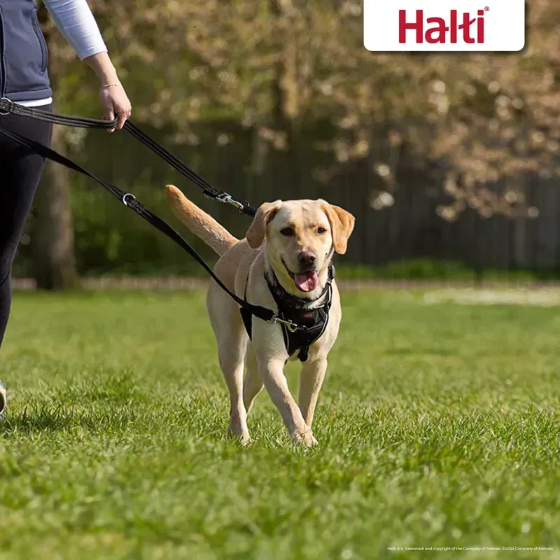 Halti Large Training Lead in Black