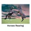 Kevin Milner Countryside Cards in Horses Rearing