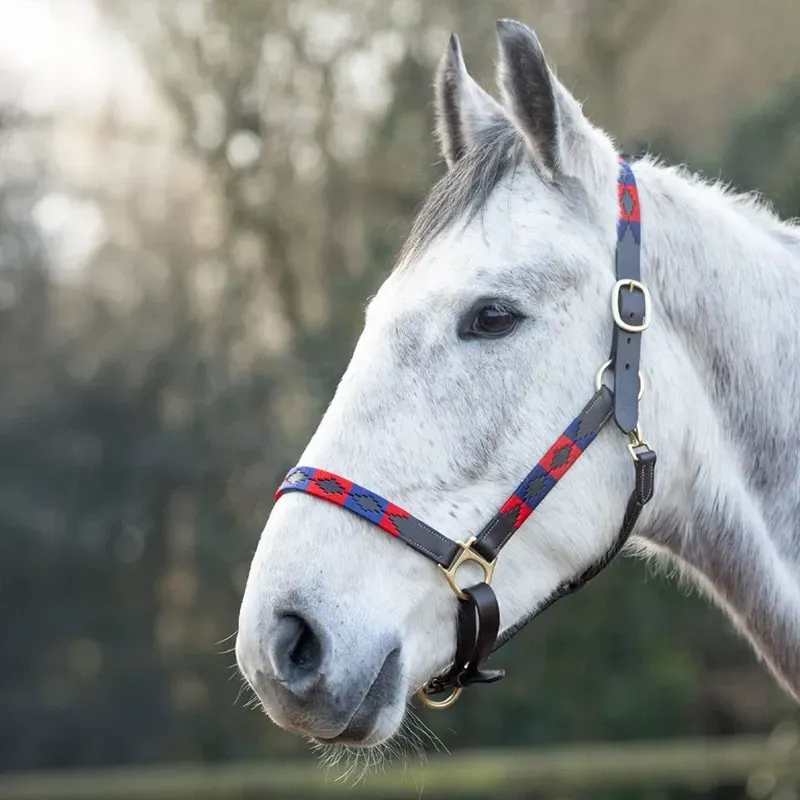 Hy Equestrian Polo Leather Head Collar in Navy/Red/White-1
