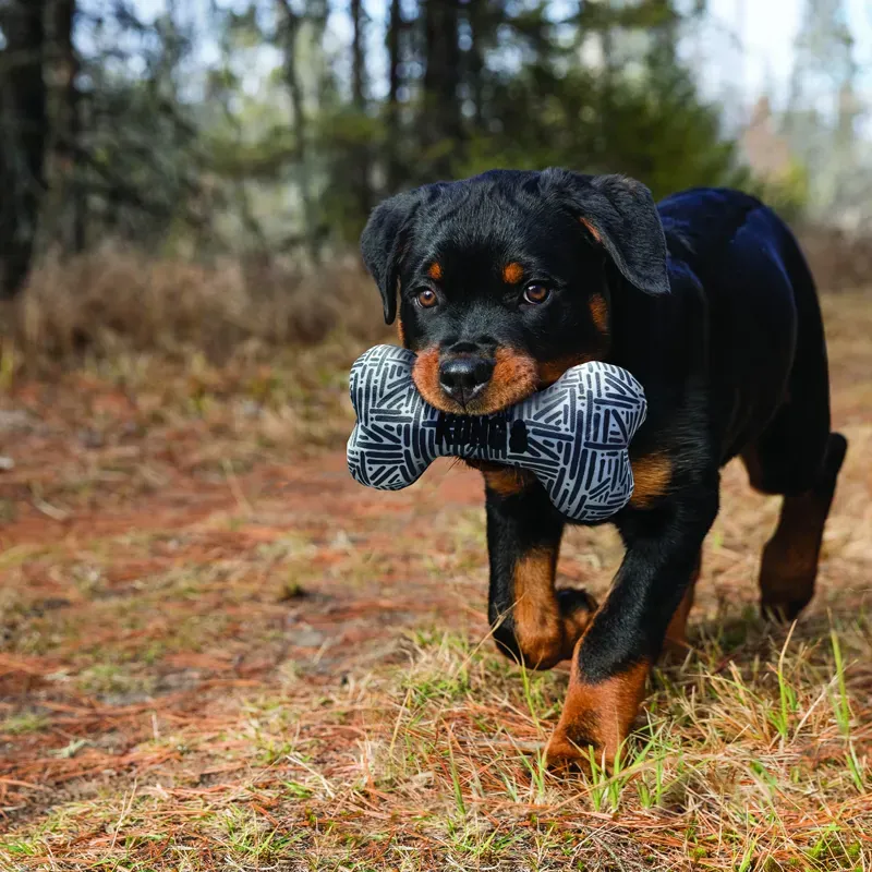 Kong Small/Medium Maxx Bone in Grey
