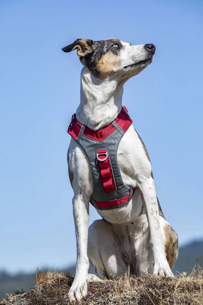 Kurgo Journey Air Harness - Red