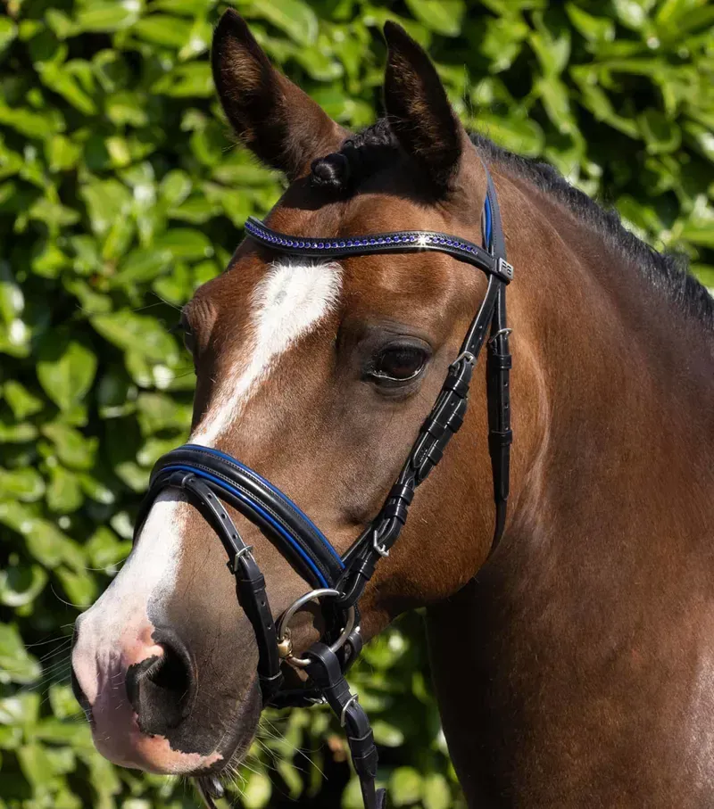 Premier Equine Pony Mineo Snaffle Bridle in Black/Blue