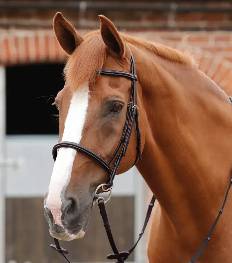 Premier Equine Mossimo Cavesson Bridle in Brown