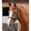 Premier Equine Mossimo Cavesson Bridle in Brown