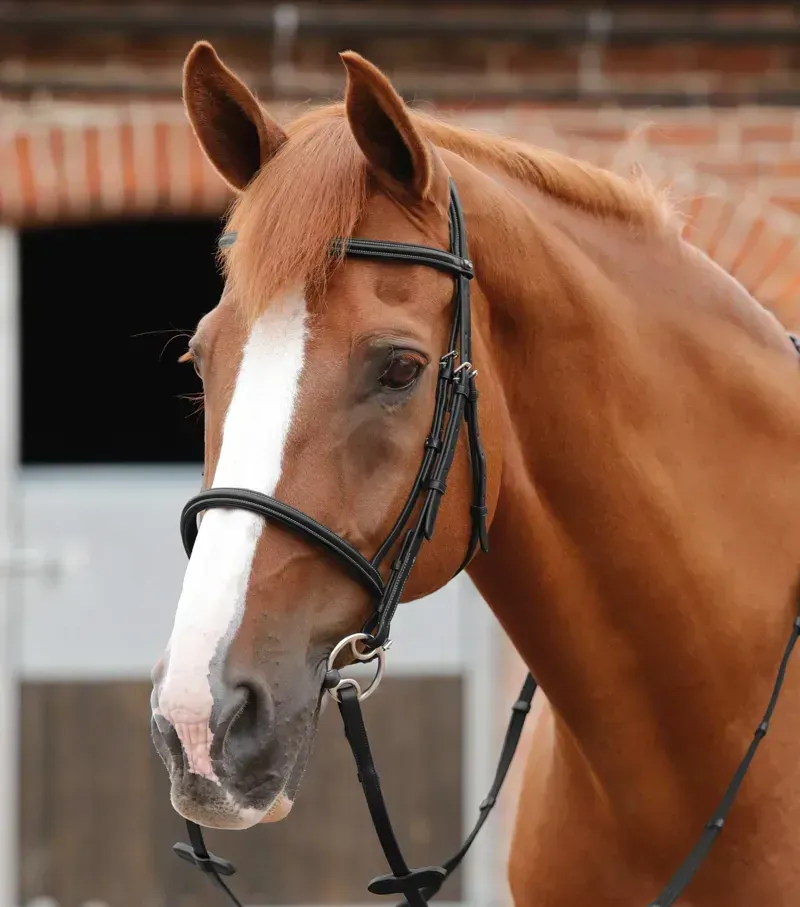Premier Equine Mossimo Cavesson Bridle in Black