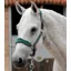 Premier Equine Fleece Padded Headcollar in Green