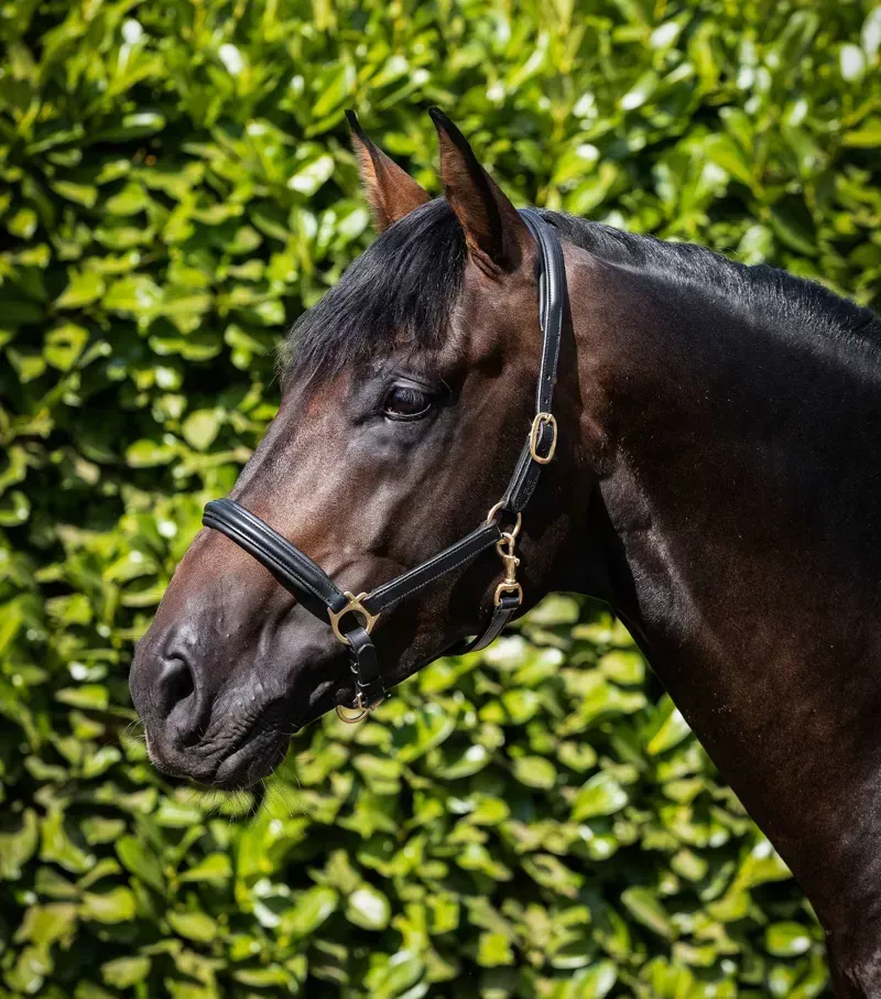 Premier Equine Rego Padded Leather Head Collar in Black