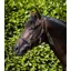 Premier Equine Rego Padded Leather Head Collar in Black
