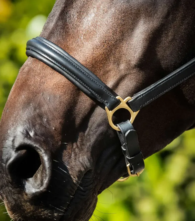 Premier Equine Rego Padded Leather Head Collar in Black-2